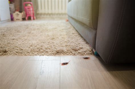 Why Do I Have Roaches in my Clean House? - Banner Pest