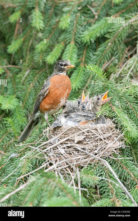 American Robin at Nest Stock Photo - Alamy