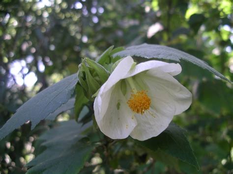 111 White Abutilon from Parliament House Gardens November 2007 | East ...