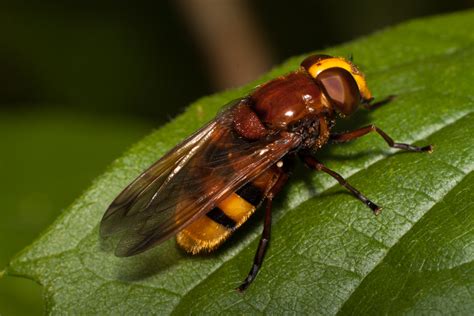 UK's largest hoverfly? | Talk Photography