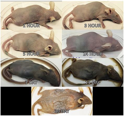 Human Decomposition Process