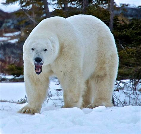 What Is The Diet Of A Polar Bear? Eating Habits - Justagric