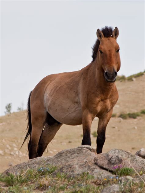 Effort Begins to Revive Endangered Przewalski Horse Population in Kazakhstan - The Astana Times