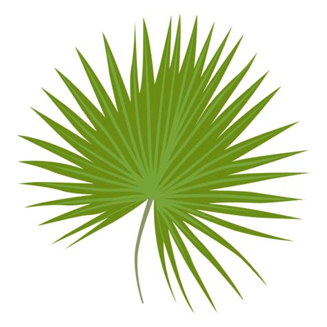 Dwarf palmetto leaf illustration - Transparent PNG & SVG vector file