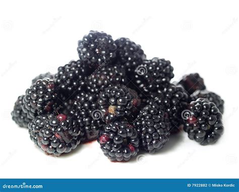 Blackberry Or Bramble Fruit Stock Photography - Image: 7922882