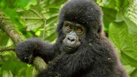 How to celebrate your birthday with gorillas of Volcanoes National Park