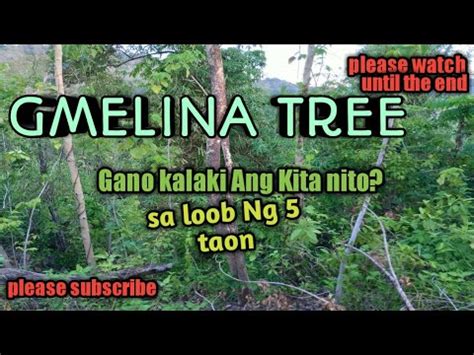 GMELINA PLANTING| gmelina tree business every 5 years you can harvest ...