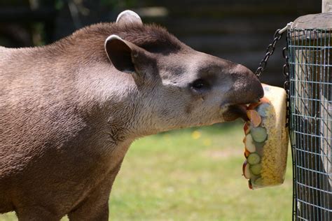 Meet the Brazilian tapirs at our Herts zoo | Paradise Wildlife Park