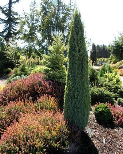 Dwarf Evergreen Trees Zone 9 - Mbi Garden Plant