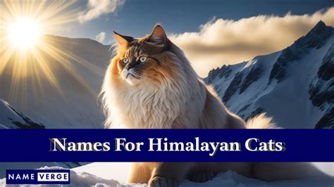 Himalayan Cat Names: 330+ Cute Himalayan Cat Names