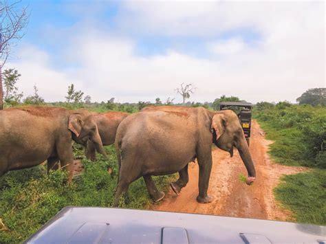 On Safari in Sri Lanka at Uda Walawe National Park | Jana Meerman