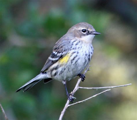 Spotted on Ocracoke: the Myrtle (yellow-rumped) Warbler - Ocracoke Observer