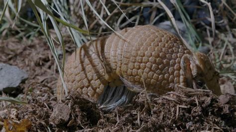 8 Facts You May Not Know About The Armadillo Shell - Nature's Shield!