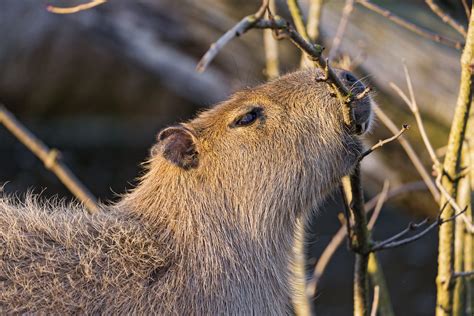 Eating capybara | Picture taken inside. This capybara was ea… | Flickr