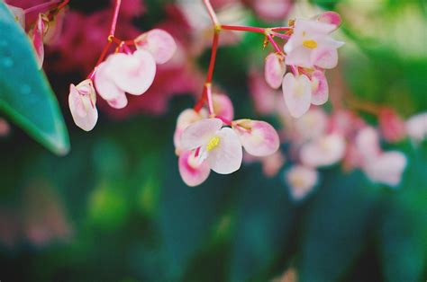 Watercolor Flora (Begonia semperflorens) | Facebook Begonia … | Flickr