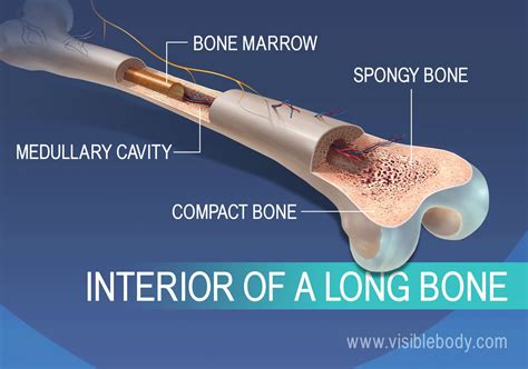 Overview of Skeleton | Learn Skeleton Anatomy