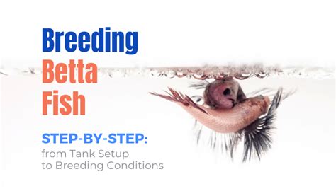 How To Breed Betta Fish at Home (Breeding & Mating 101)