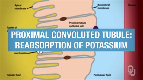 Proximal Convoluted Tubule Physiology