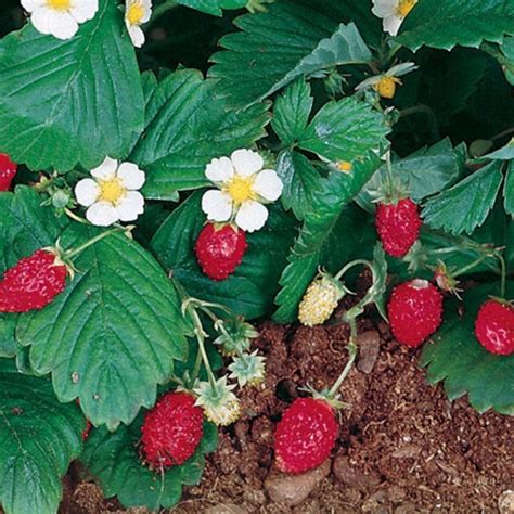 Strawberry seeds hybrid variety at seedsnpots.com