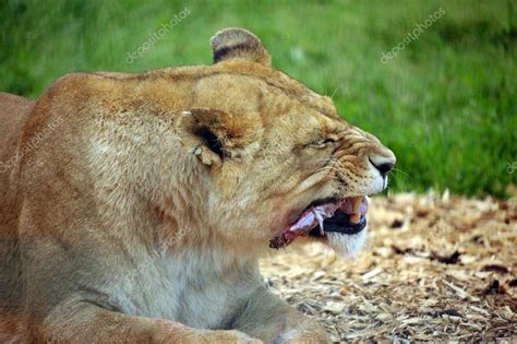 Hungry Lion — Stock Photo © englishinbsas #6426618