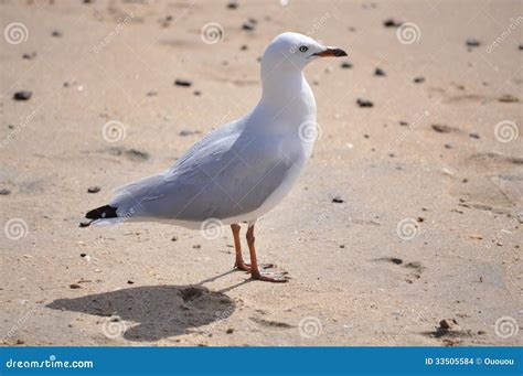 White Seagull Bird On The Beach Stock Images - Image: 33505584