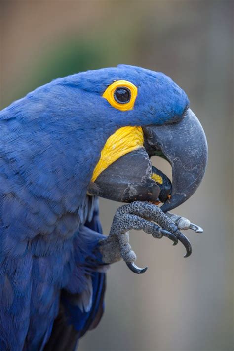 17 Fascinating Amazon Rainforest Birds • I Heart Brazil