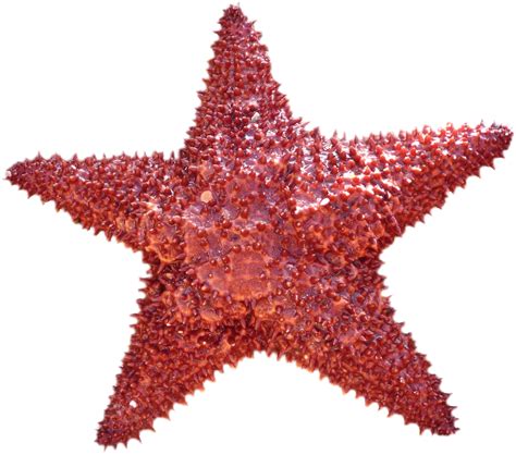 Starfish clipart star shaped object, Picture #3173028 starfish clipart ...