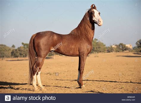 Kathiawari. Chestnut horse standing, seen side-on Stock Photo: 31599423 ...