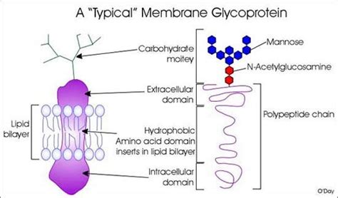 Glycoprotein Diagram