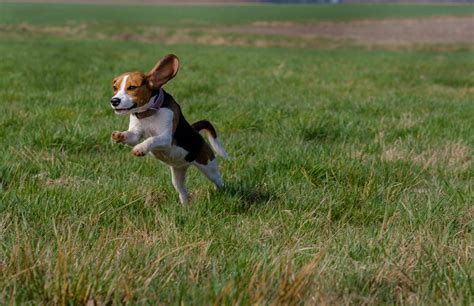 Are Beagles Good Hunting Dogs? | Electric Hunting Bike