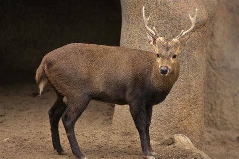 Calamian Deer | San Diego Zoo Wildlife Alliance