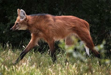 Maned Wolf - Facts, Size, Diet, Pictures - All Animal Facts