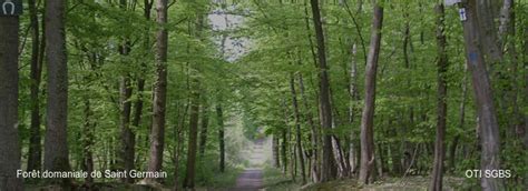 Saint-Germain-en-Laye forest | VisitParisRegion