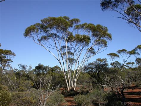 Eucalyptus pileata