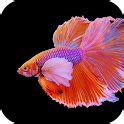 Koi Fish Wallpaper for Android - Free App Download