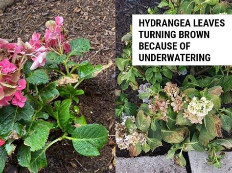 Why Are My Hydrangea Leaves Turning Brown? – World of Garden Plants
