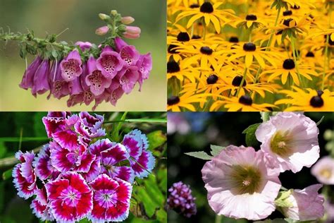 5 Best Biennial Flowering Plants You Can Grow | Florgeous