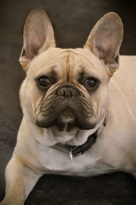 9 Adorable Cream French Bulldogs - FrenchieWiki