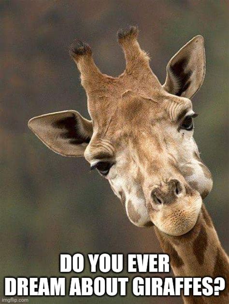 Giraffe Memes - Imgflip