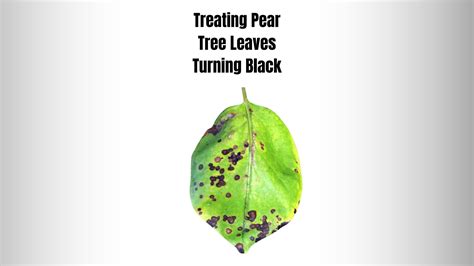 7+ Reasons Why Pear Tree Leaves Turning Black (Easy FIX)