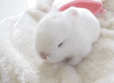 Cute Baby Bunnies GIFs - Find & Share on GIPHY