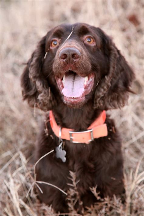 136 best Boykin Spaniel images on Pinterest | Brown dog, Boykin spaniel ...