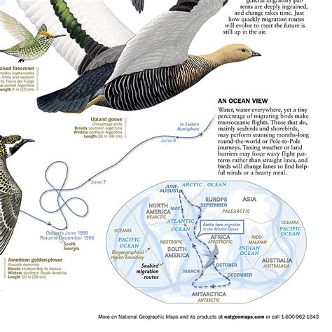 National Geographic: Bird Migration, Western Hemisphere Wall Map ...