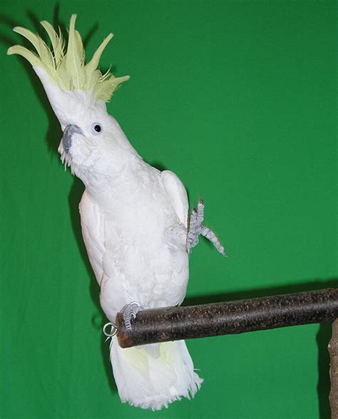 Snowball the Dancing Cockatoo Knows 14 Dance Moves, Study Reveals | Sci ...