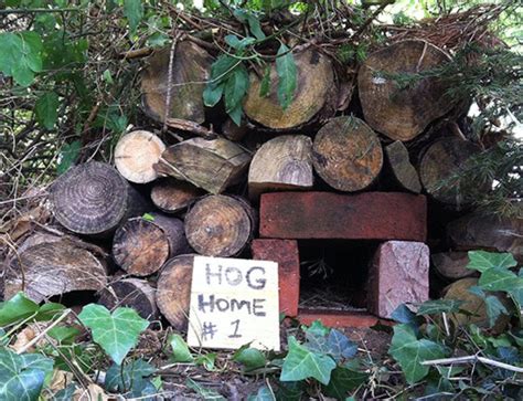 Make A Hedgehog Home Out Of Bricks | Hedgehog house, Diy hedgehog house, Wildlife gardening