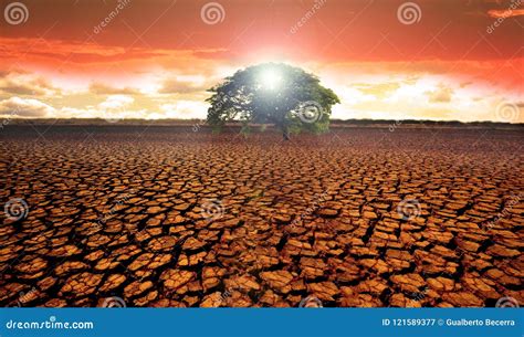 Barren Desert Land with a Single Green Tree Stock Image - Image of crack, morning: 121589377