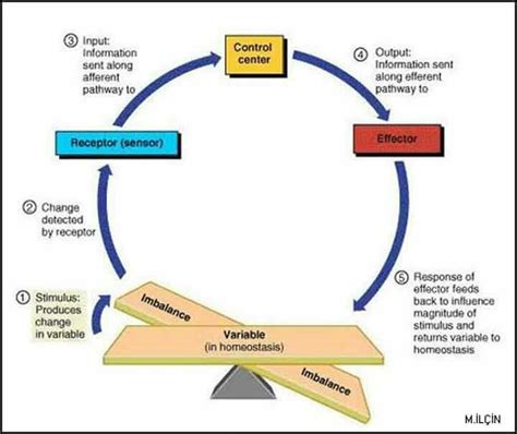 Anatomy And Physiology Homeostasis