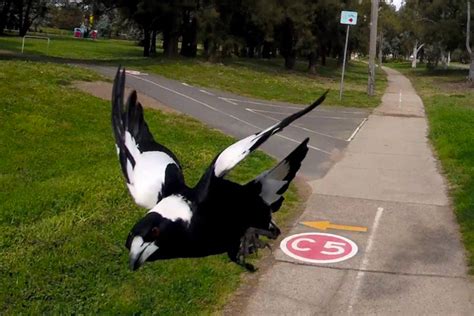 Magpie swooping season is here - Outdoors Queensland