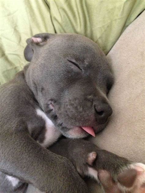 Backgrounds Of My Week Old Blue Nose Pitbull Likes - Cute Baby Pitbull ...