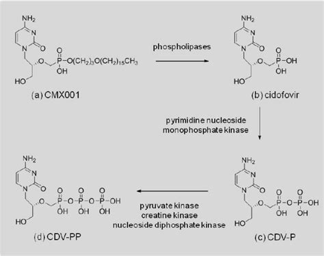 CMX001 cleavage and anabolism by host cell enzymes. | Download Scientific Diagram